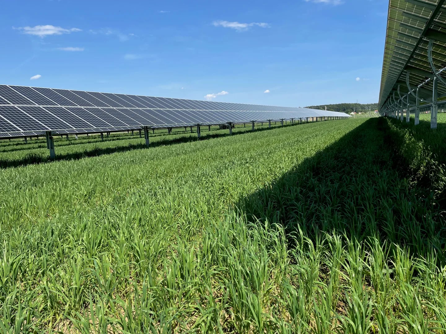 Nahaufnahme von Getreidepflanzen neben Agri-PV Solarpanelen